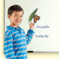 Learning Resources - Giant Magnetic - Butterfly Life Cycle