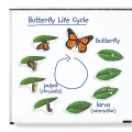 Learning Resources - Giant Magnetic - Butterfly Life Cycle