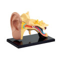 Edu-Toys - Anatomy Model - Ear - 14pcs
