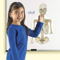 Learning Resources - Double Sided Magnetic Human Body Demonstration Set