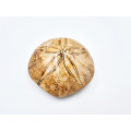 Sand Dollar/ Pansy Shell Fossil (198g)