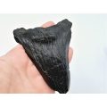 Megalodon Tooth (Approx 11cm)