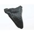 Megalodon Tooth (Approx 11cm)