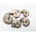 Mini Ammonite Opalised Rough Fossil (Approx 3cm)