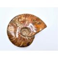 Full Large Ammonite Fossil (224g)