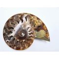 Ammonite Fossil Large C (316g)