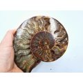 Ammonite Fossil Large G (374g)