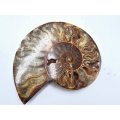 Ammonite Fossil Large G (374g)