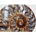 Ammonite Fossil Large A (340g)