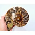 Ammonite Fossil Large A (340g)