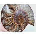 Ammonite Fossil Large E (376g)