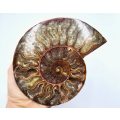 Ammonite Fossil Large E (376g)