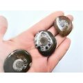 Ammonite Fossil Polished Round (3-4cm)