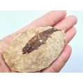 Fossil Fish Tile B (15g)