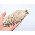 Fossilised Fish (180g)