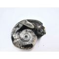 Goniatite Fossil Shell A (22g)