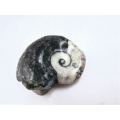 Goniatite Fossil Shell A (22g)