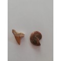 FOSSILIZED SHARK TOOTH and POLISHED AMMONITE (Half)