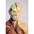 Male anatomy model