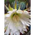 San Pedro Cactus Seed'Smoothie' (Tricocereus pachanoi) x 'Big-Boy' (Tricocereus peruvianus)
