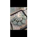 Lophophora williamsii (Peyote Cactus) 1000x Seed Pack (Spacial Offer!!) BULK DEAL