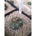 Lophophora williamsii (Peyote Cactus) 100's Seed Pack x1