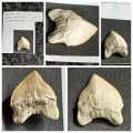Lot of  Shark Teeth Fossils