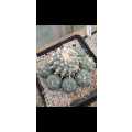 Lophophora williamsii (Peyote Cactus) 100x Seed Pack SPECIAL OFFER!