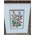 Botanical Painting Framed