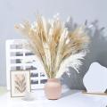 80 Pampas Ornaments, Fluffy and Full, Pampas Grass Fluffy