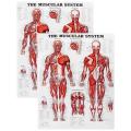 Brain Anatomy Poster, 2 Pack Laminated Human Brain Chart, Muscle