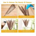 Dried Pampas Grass 60stem Natural Pampas Grass Decor Dried Flowers