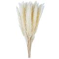 21.65 Inch Dried Pampas Grass 30 Pcs, Natural Home Decor & Perfect