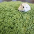 Silky Simple Round Pet Puppy Cat Sleeping Mat Carpet Turmeric
