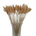 100 Stems Natural Dried Bunny Tail Grass, Rabbit Tail Grass