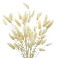 50pcs Rabbit's Tail Grass,17inch Dried Pampas Grass for Home (white)