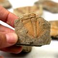 3 Pc Natural Trilobite Tail Fossil Ancient Fossils Teaching Specimens