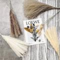 Pampas Grass Decor - 60 Pcs 17 Inch - Includes Natural Dried White