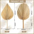 6pcs Dried Palm Leaves for Home Heart and Round Shape Trimmed Palm