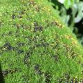 Artificial Moss Fake Green Plants for Shop Home Patio Garden Decor