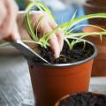 260 Pcs 10cm Plastic Plants Nursery Seed Starting Pots Transplanting