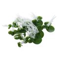 Aquarium Artificial Duckweed Floating Plastic Green White Plant
