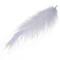 400 X Fire Chicken Feather Pointed Tail Feathers 10-15cm White