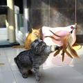 Cats Bouncy Rod with Bell and Feathers 36in - Playing Toys for Cats