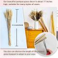 Small Pampas Grass Centerpieces for Tables,100 Stems Dried Flowers