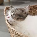 Pure Manual Rattan Woven Cat Nest M Without