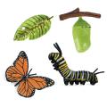 Simulation Life Cycle Of A Monarch Butterfly Growth Cycle Insect Toy