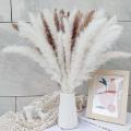 Pack Of 60 Pampas Grass 55 Cm for Interior Decorations Wedding Props