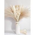 Natural Dried Pampas Grass,white Pampas Grass Plants,for Flower Vase