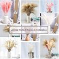 120pcs 17.72 Inch Dried White Pampas Grass&brown Dried Flower